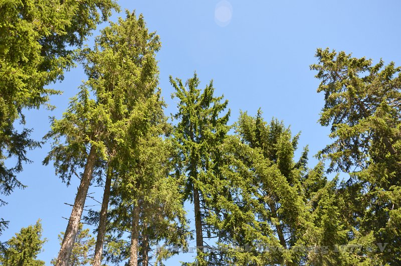 Schwarzwald 2022 - 051